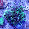 [TodoMarino.com] ¡Nuevo stock de coral australiano!