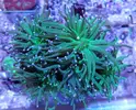 [TodoMarino.com] ¡Nuevo stock de coral australiano!