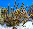 [TodoMarino.com] ¡Nuevo stock de coral australiano!