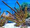 [TodoMarino.com] ¡Nuevo stock de coral australiano!