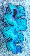 [TodoMarino.com] ¡Nuevo stock de coral australiano!