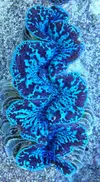 [TodoMarino.com] ¡Nuevo stock de coral australiano!