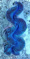 [TodoMarino.com] ¡Nuevo stock de coral australiano!