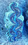 [TodoMarino.com] ¡Nuevo stock de coral australiano!