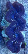 [TodoMarino.com] ¡Nuevo stock de coral australiano!
