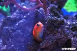 [TodoMarino.com] WikiReef - El regreso