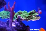 [TodoMarino.com] WikiReef - El regreso