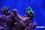[TodoMarino.com] WikiReef - El regreso