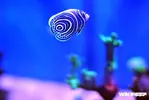 [TodoMarino.com] WikiReef - El regreso