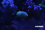 [TodoMarino.com] WikiReef - El regreso