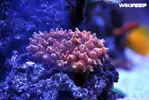 [TodoMarino.com] WikiReef - El regreso