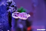 [TodoMarino.com] WikiReef - El regreso