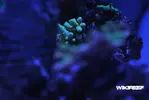 [TodoMarino.com] WikiReef - El regreso