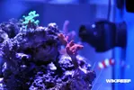 [TodoMarino.com] WikiReef - El regreso