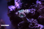 [TodoMarino.com] WikiReef - El regreso