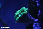 [TodoMarino.com] WikiReef - El regreso