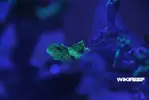 [TodoMarino.com] WikiReef - El regreso