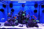 [TodoMarino.com] WikiReef - El regreso