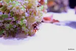 [TodoMarino.com] .....:::::::: Seadreams :::::::::.....
