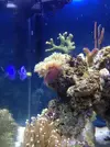 [TodoMarino.com] Taller - Solo Anemonas ... todo lo que siempre has querido saber...