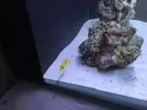 [TodoMarino.com] Nuevo-  nano marine ocean free 96