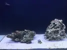 [TodoMarino.com] Nuevo-  nano marine ocean free 96