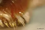 [TodoMarino.com] Macro gusano de fuego