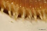 [TodoMarino.com] Macro gusano de fuego