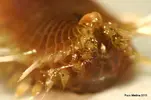 [TodoMarino.com] Macro gusano de fuego