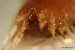 [TodoMarino.com] Macro gusano de fuego