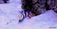 [TodoMarino.com] .....:::::::: Seadreams :::::::::.....