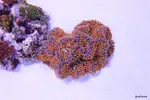 [TodoMarino.com] .....:::::::: Seadreams :::::::::.....