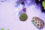 [TodoMarino.com] .....:::::::: Seadreams :::::::::.....