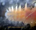 [TodoMarino.com] Gusanos de fuego
