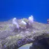 [TodoMarino.com] Nuevo proyecto de 550L