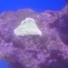 [TodoMarino.com] Nuevo proyecto de 550L