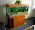 [TodoMarino.com] mi primer acuario