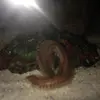 [TodoMarino.com] Gusanos de fuego