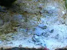 [TodoMarino.com] Plaga de algas.