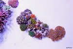 [TodoMarino.com] .....:::::::: Seadreams :::::::::.....
