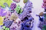 [TodoMarino.com] .....:::::::: Seadreams :::::::::.....