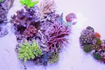 [TodoMarino.com] .....:::::::: Seadreams :::::::::.....