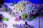 [TodoMarino.com] .....:::::::: Seadreams :::::::::.....