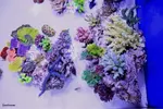 [TodoMarino.com] .....:::::::: Seadreams :::::::::.....