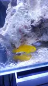 [TodoMarino.com] Pareja de Gobiodon Okinawae, en tramites de divorcio.