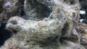 [TodoMarino.com] telaraña extraña