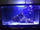 [TodoMarino.com] Reef 70 litros (Cristian)