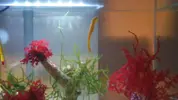 [TodoMarino.com] Mi Nano