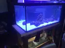 [TodoMarino.com] Coral_Alga_plus