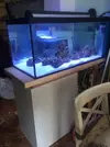 [TodoMarino.com] Coral_Alga_plus